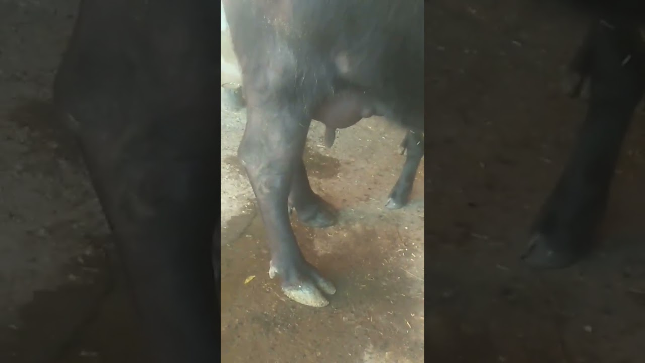 murrah buffalo Available Milk Capacity 16 Liter #GurugramDairyFarm#subscribe#share#comment#like