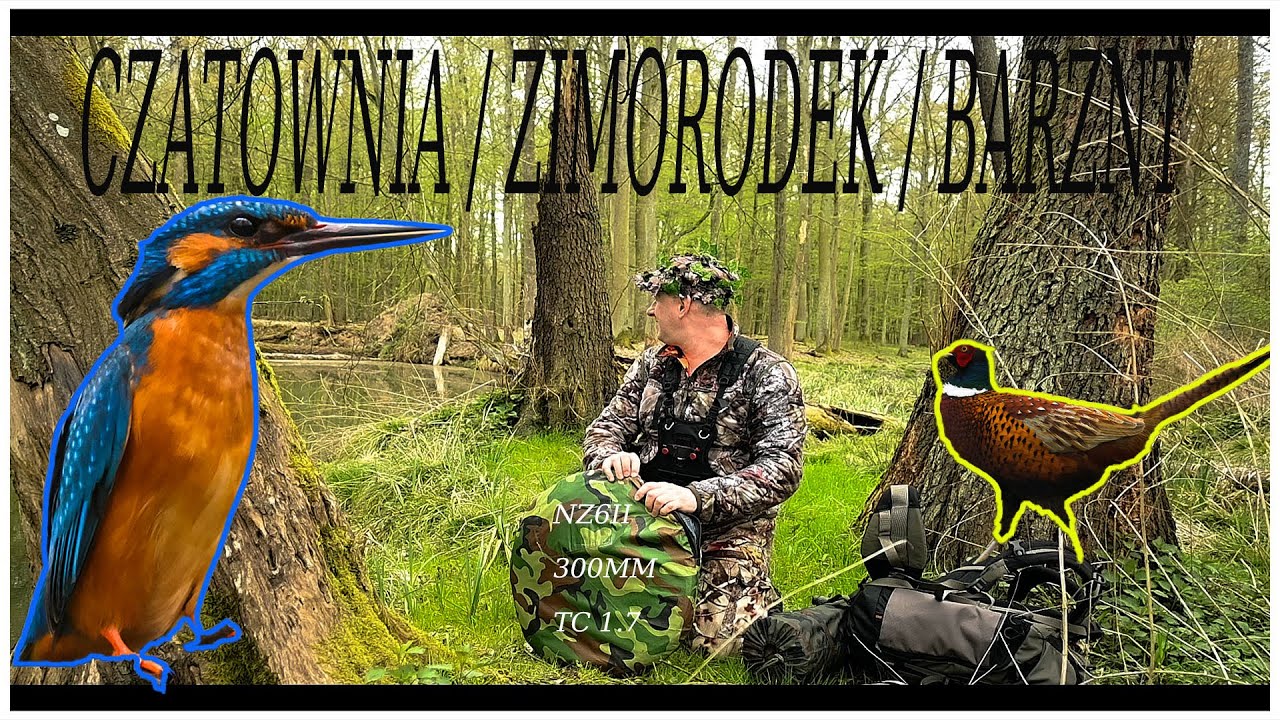 FOTOGRAFOWANIE ( CZATOWNIA NA ZIMORODKA )/ #nikonz6ii #nikkor #300mm /telekonwerter TC-17E II