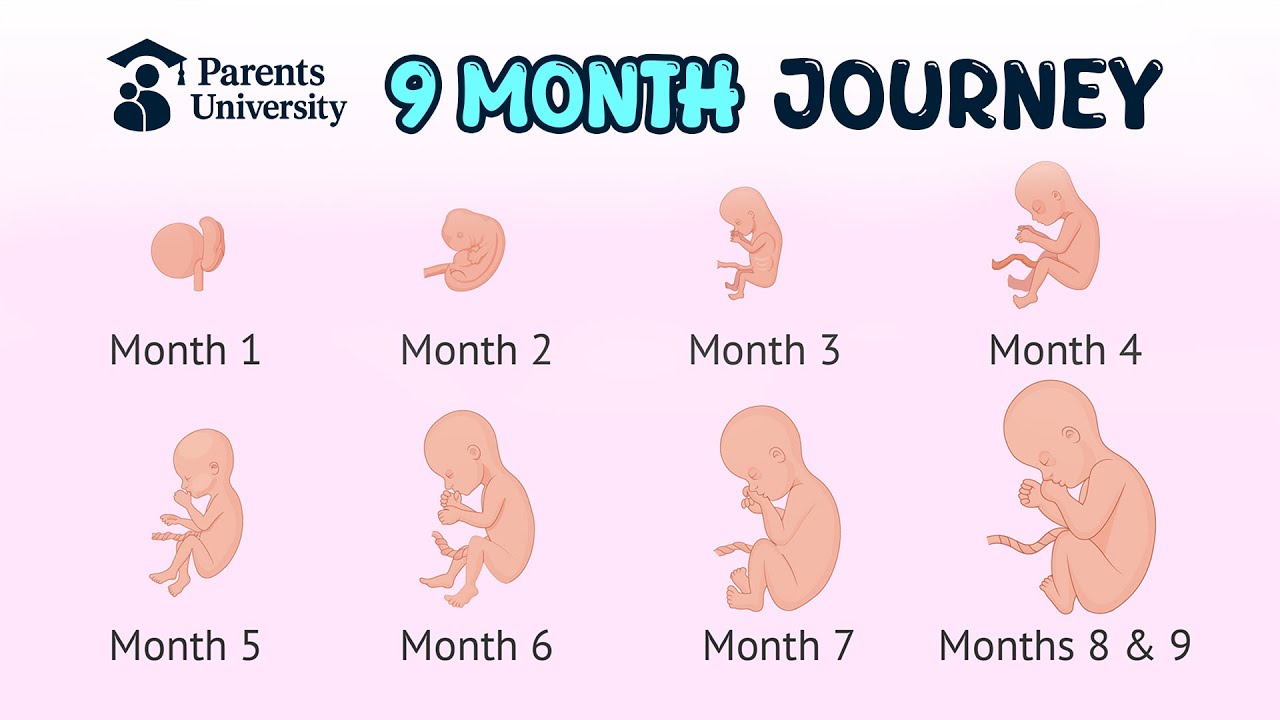 Easy Weekly Baby Growth Timeline | Watch the Change!