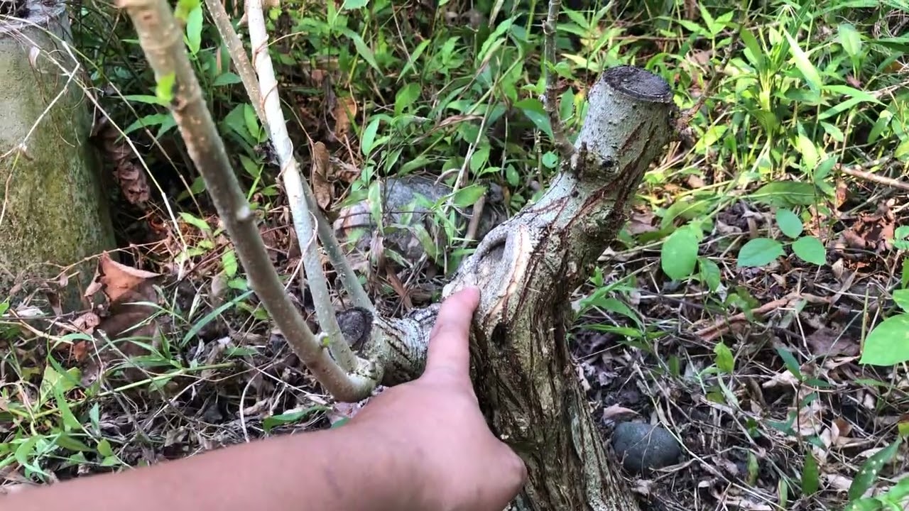 TIPS KUNG PAANO DAYAIN ANG EDAD NG BONSAI MATERIALS