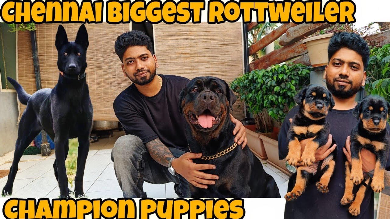 Sony Pets | Chennai Biggest Rottweiler | Champion Breed Belgian Malinois Puppies | #rottweiler
