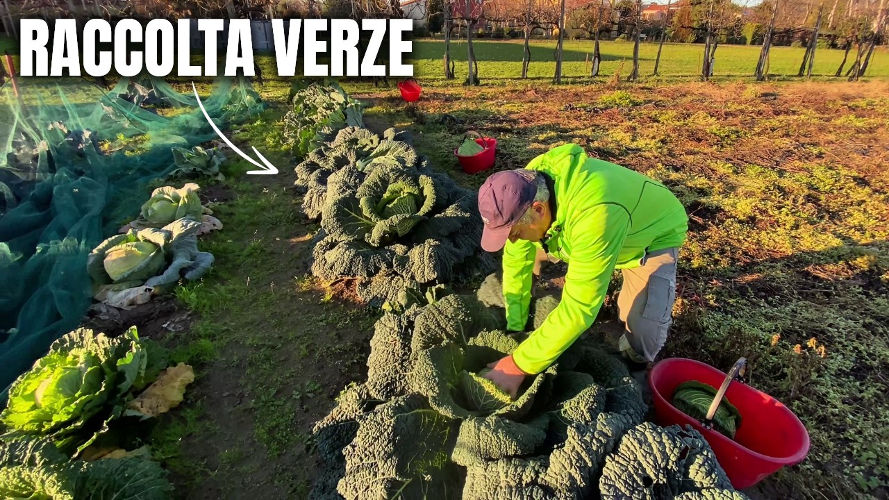 Cavoli, Verze e Cavolfiori: la Raccolta nel mio Orto!