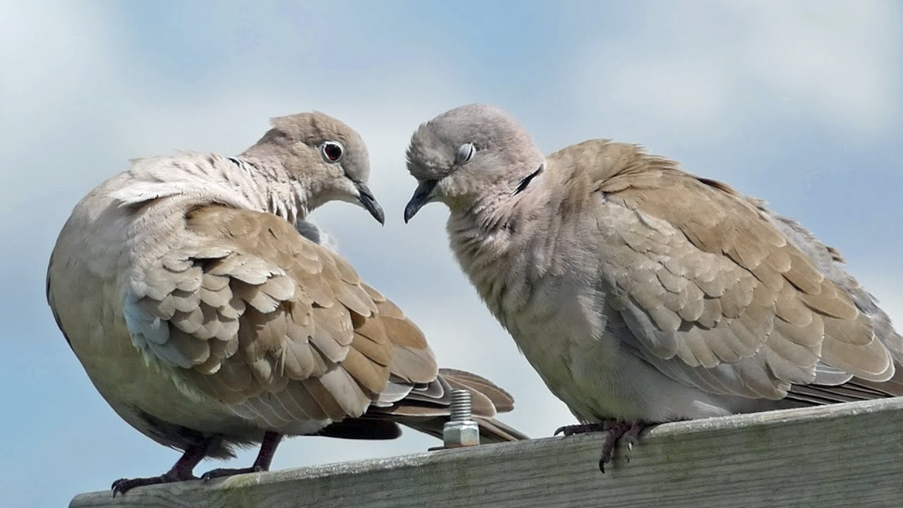 A Pair of Collared Doves