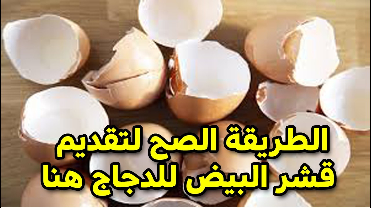 🐓طلعنا بنقدمه غلط ! تقديم قشر البيض للدجاج بالطريقة الصحيحة من خبرتنا فوائد جبارة لقشر البيض موفر