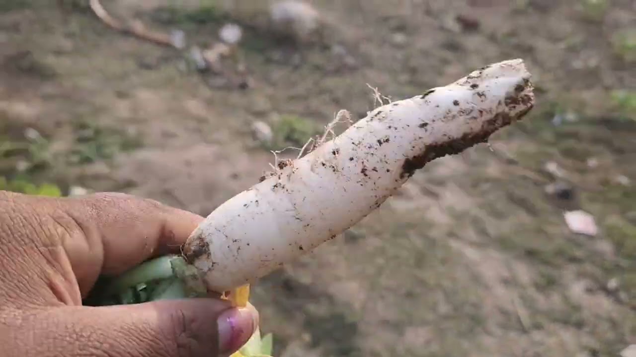 हमारी खेत में गोभी फूल,लग रही है। kitty village #video 