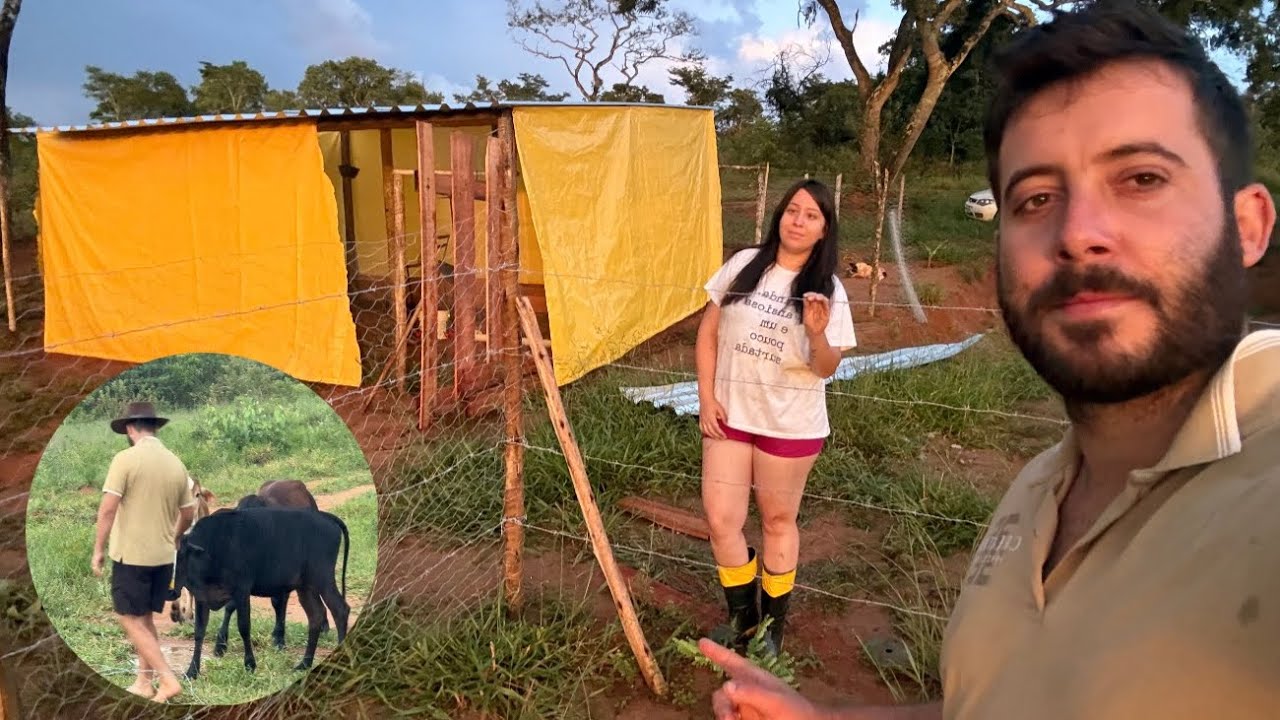 Rotina na roça: cercando a pastagem das galinhas e cuidando do gado