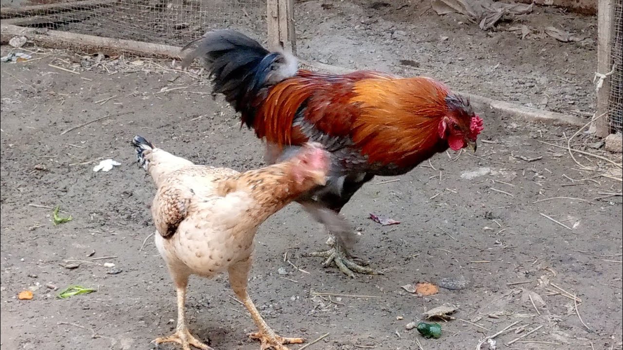 دجاج عرب 🐓🐔🌹🌹