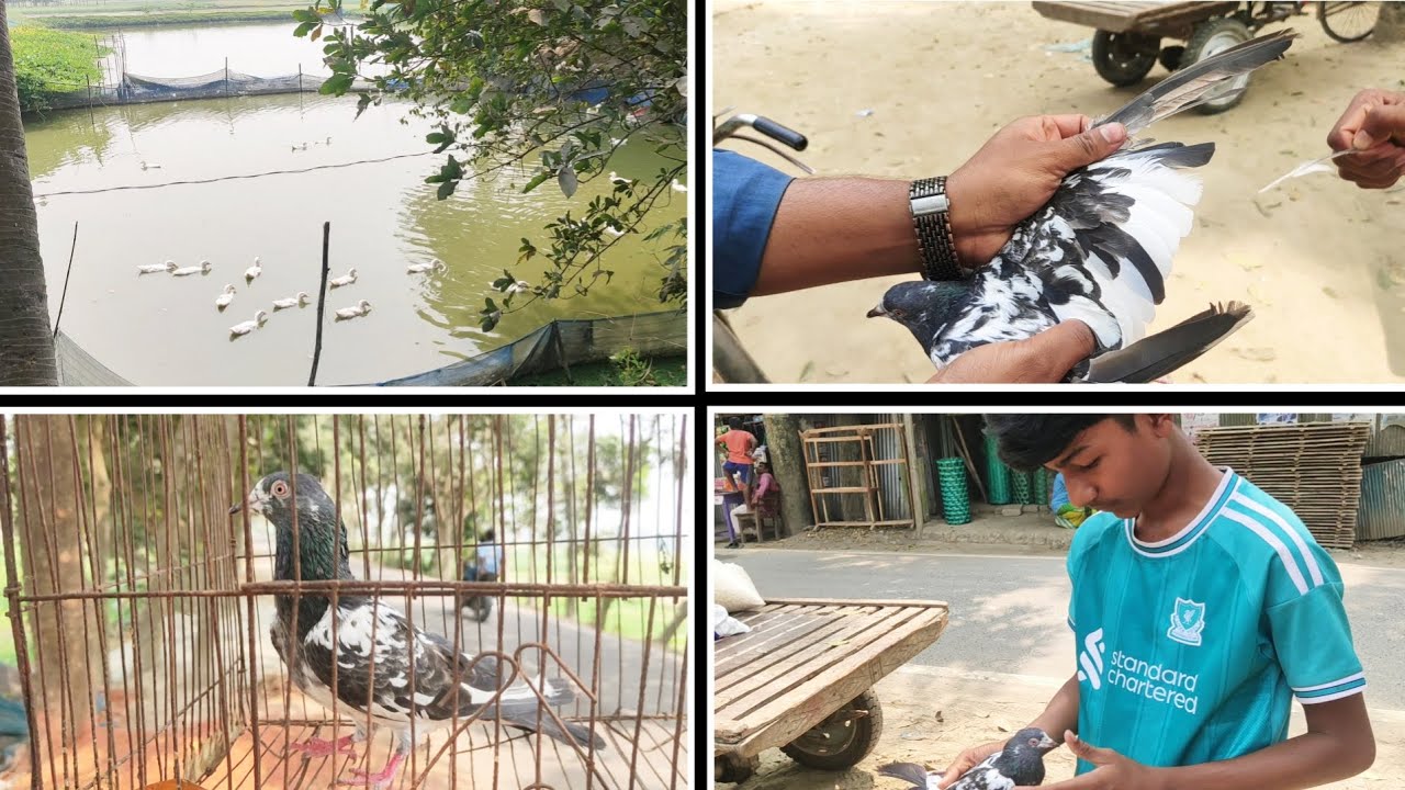 😱 আজ কবুতর ডেলিভারি দিতে গেলাম! পথে হঠাৎ হাঁসের ফার্মে কবুতর দেখে অবাক 🕊️🦆 | Full Delivery Vlog