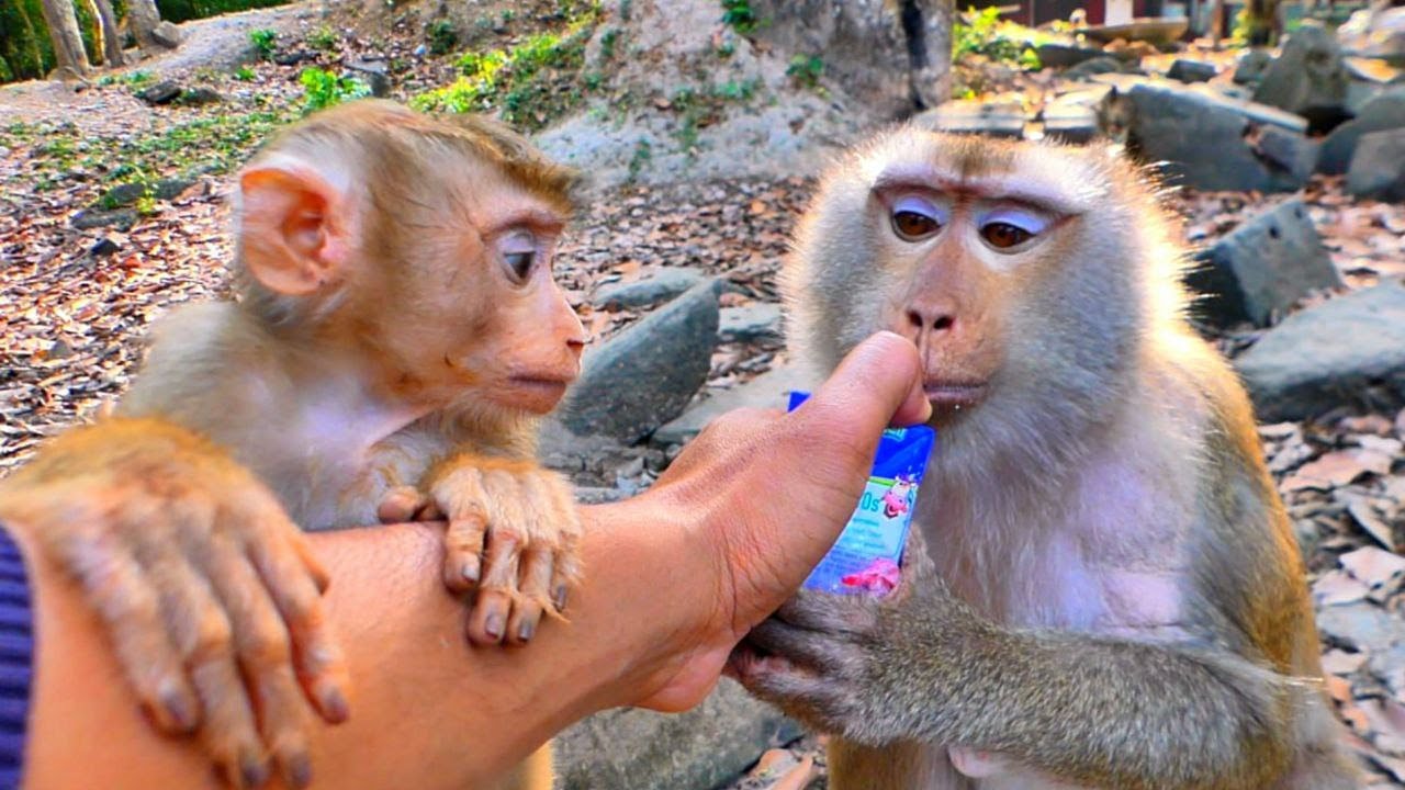 Pregnant Monkey LIBBY need fresh milk coz she is tired