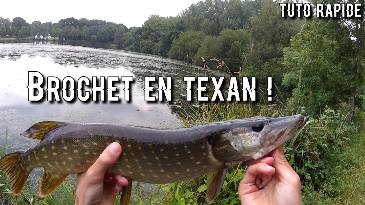 À la recherche du brochet dans les herbiers en texan  ! (tuto rapide)