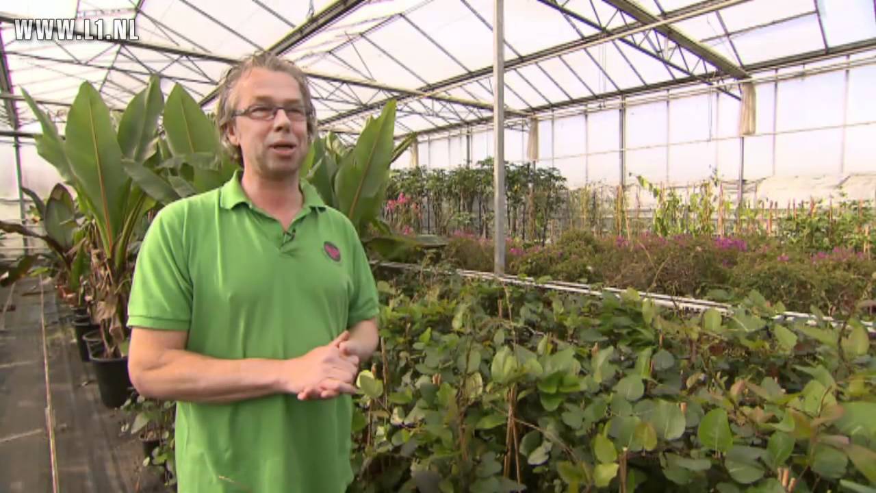 KOPlopers L1TV: Flores inTerra, bananenplanten