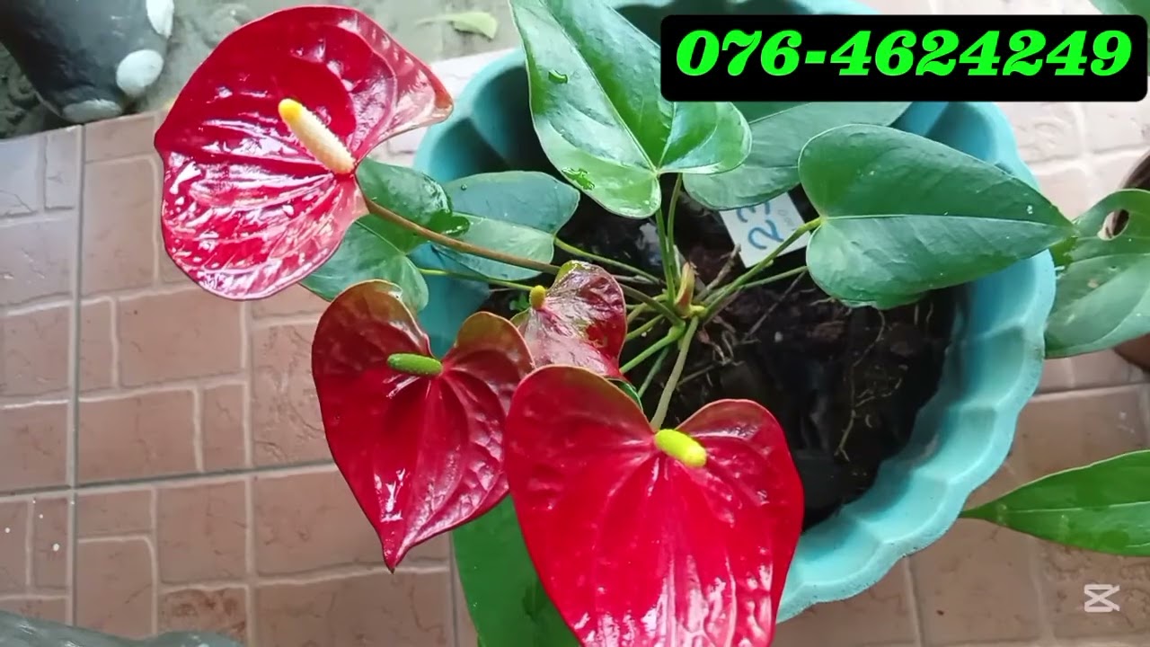 මගේ 12 වෙනි මල් පැල සේල් එක🌸