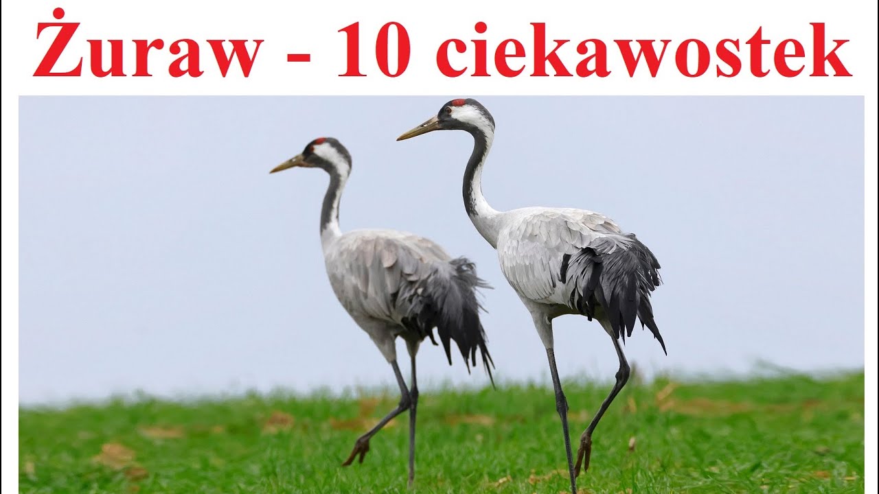 Żuraw zwyczajny - 10 ciekawostek