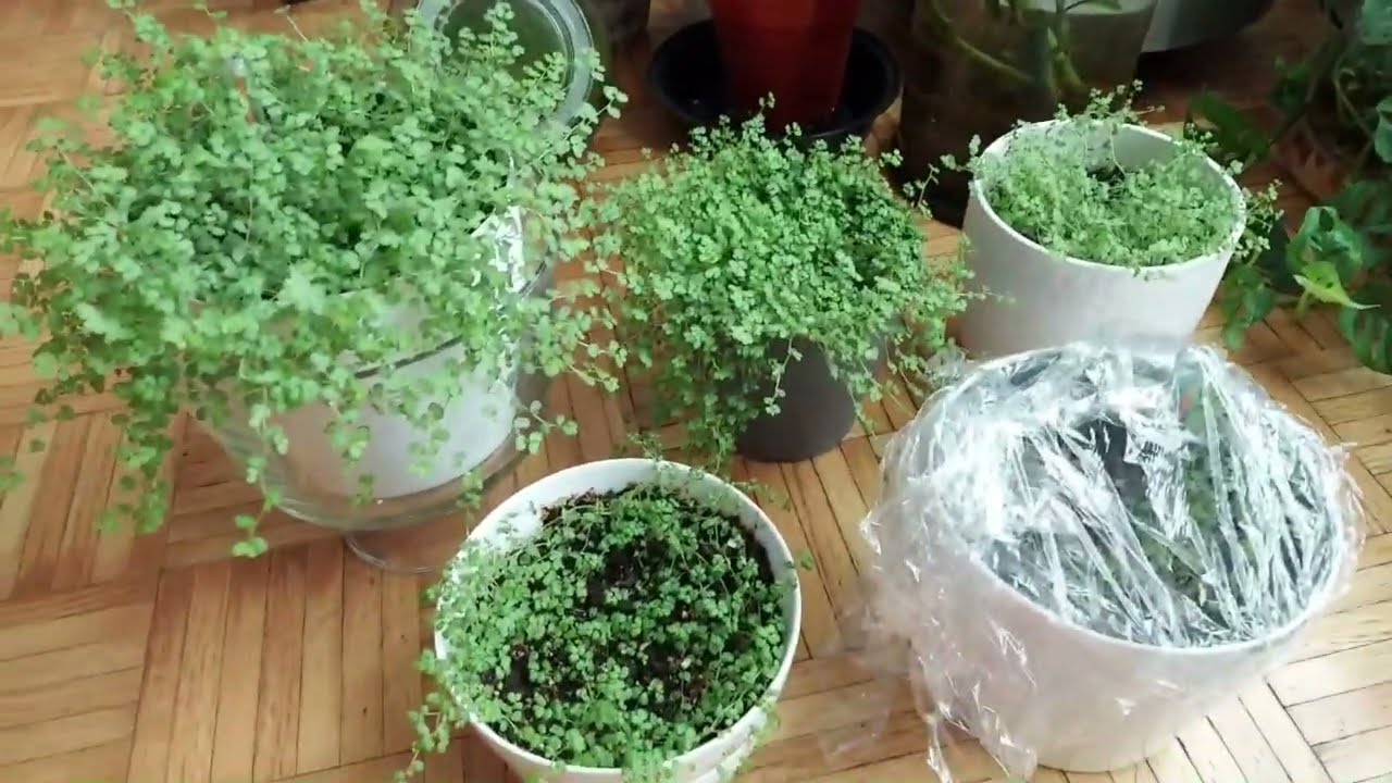 Мой БЕЗУПРЕЧНЫЙ ЛАК для выращивания ДЕТСКИХ СЛЕЗ (Soleirolia Solerolii) 🌱🪴 — НЕ ОТКАЗЫВАЙТЕСЬ ОТ ...