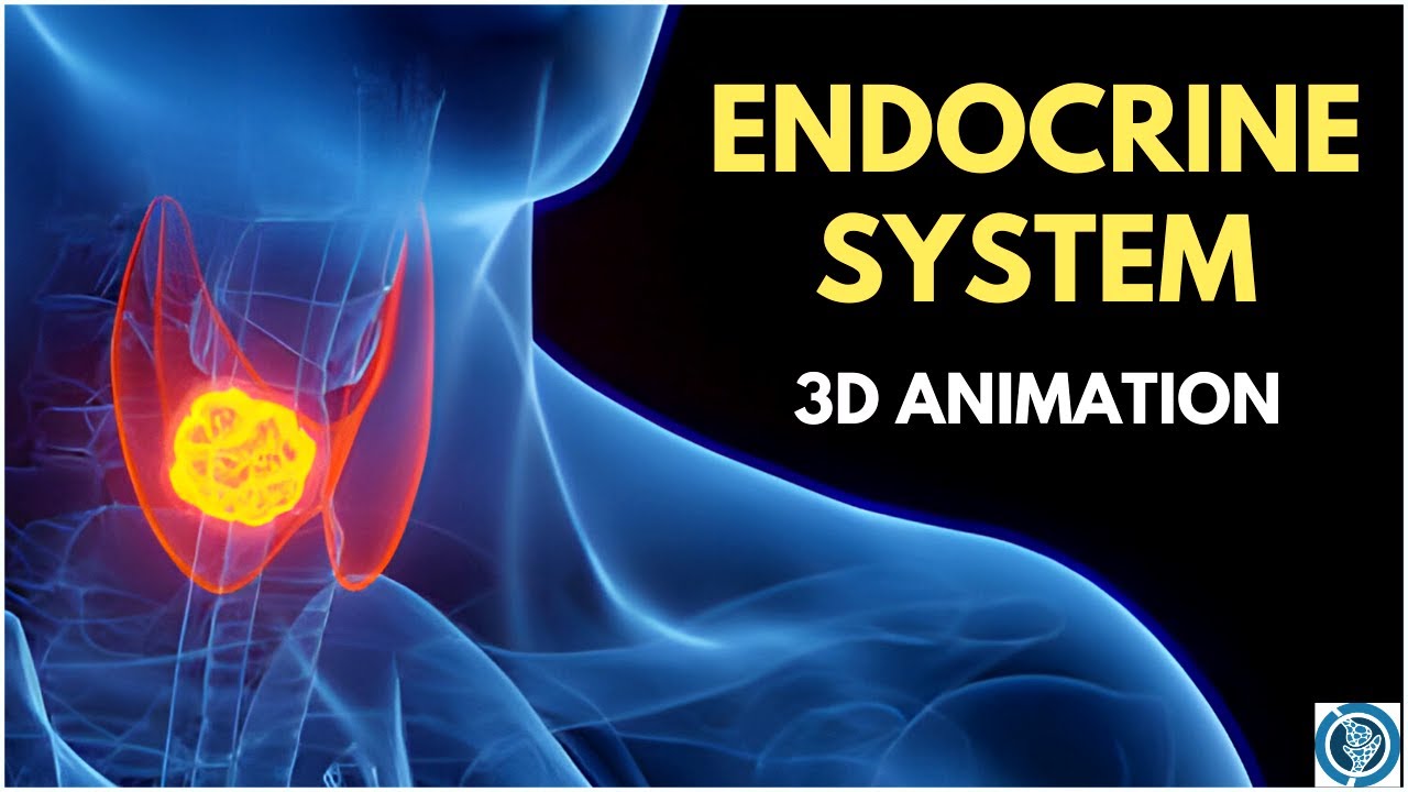 Endocrine System Anatomy and Physiology | 3D Glands & Hormones Animation