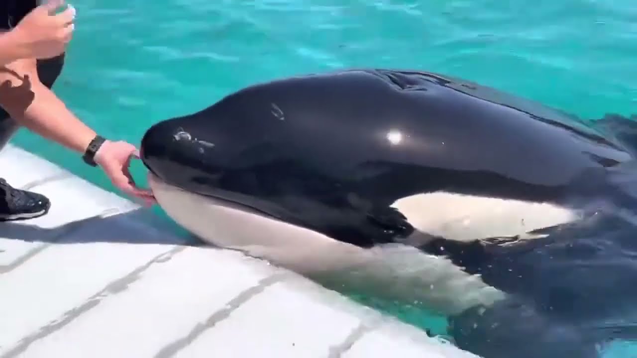 Rencontre Avec Les Orques Marineland 2022