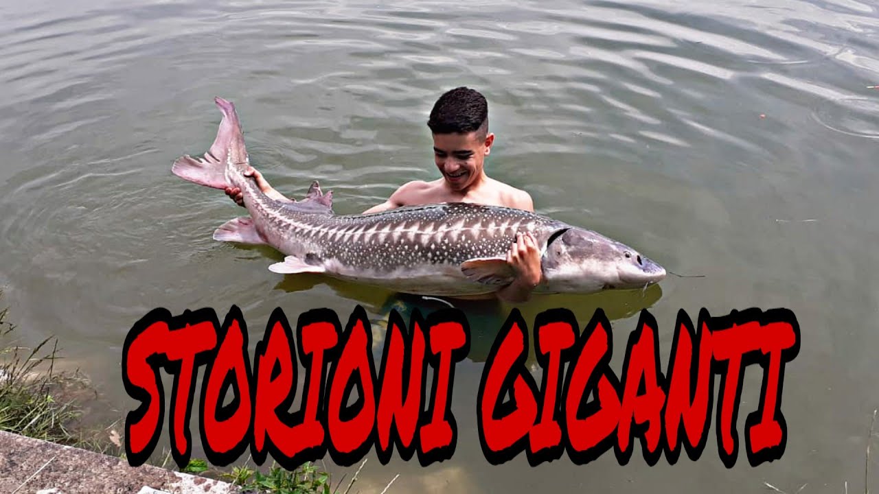 PESCA degli STORIONI GIGANTI dei LAGHI di TUNA