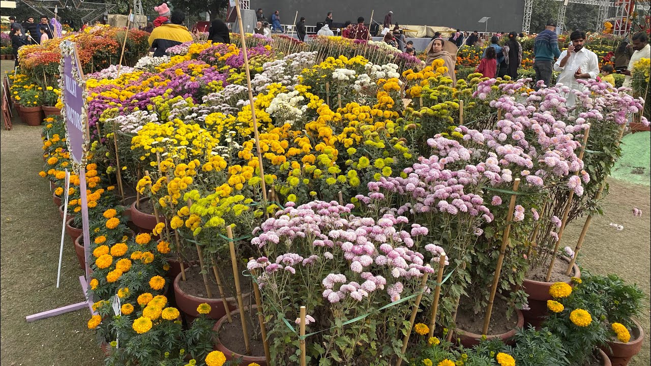 A visit to a Race Course. Flowers Exhibition. Jillani Park Lahore. Wear Zelbury Kurta Dupatta. 
