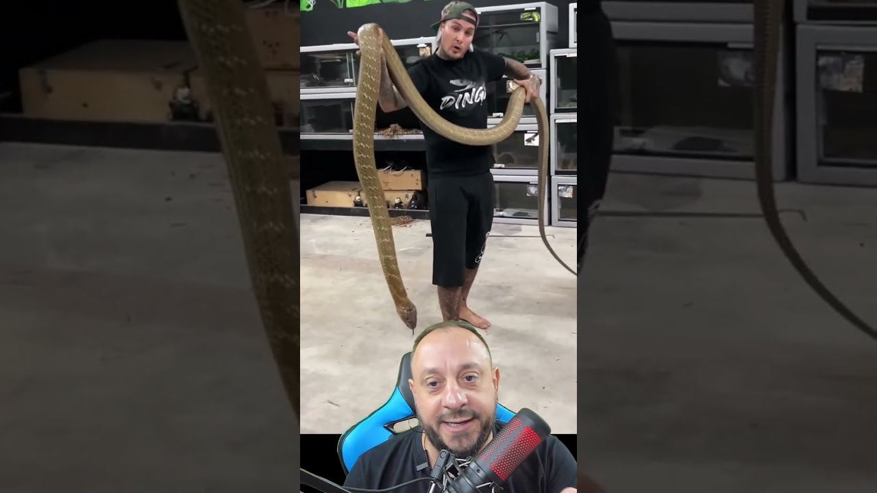 Cobra rei de Tyler e @ChandlersWildLife