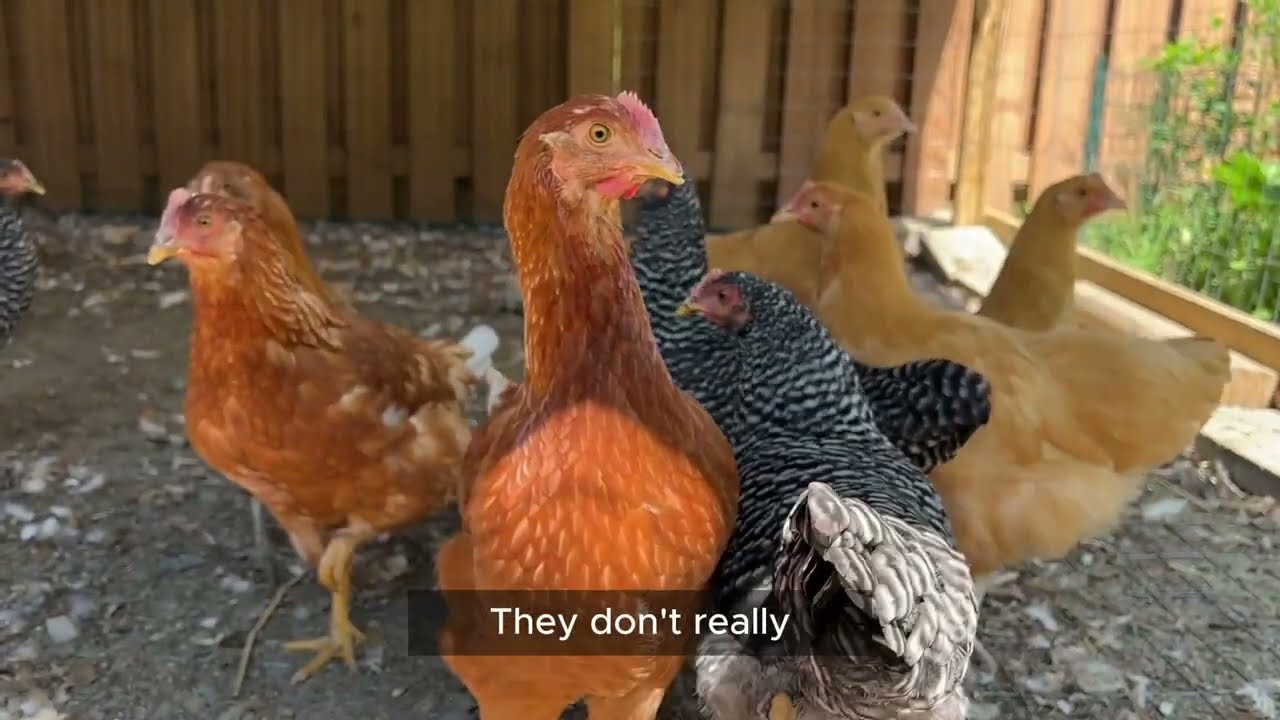 Revolutionise Your Coop Game with the Mobile Chicken Coop: A Detailed Overview with Jared!