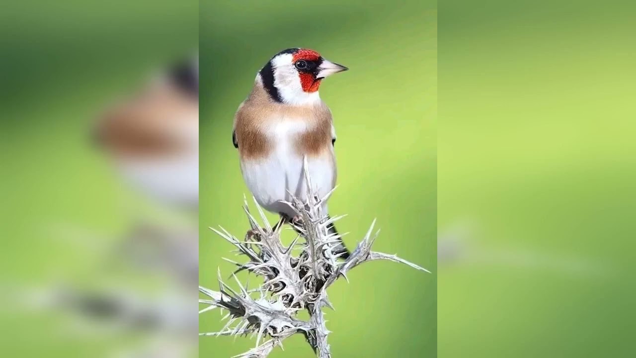 تغريد تع تلقام شون عالي بزاف فيه مورصوات اصليين الا رفدو المقنين درنا لافارهههه بصحتكم خاوتي تستاهلو