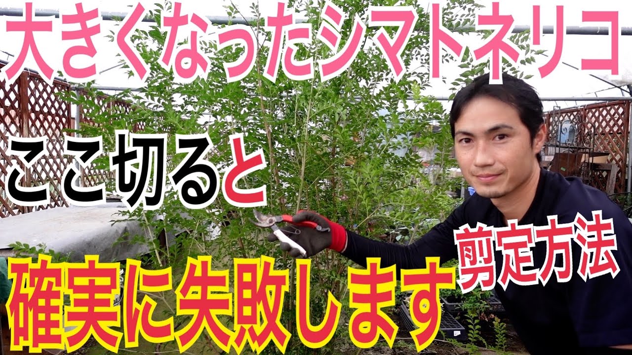 【失敗がなくなる剪定】大きくなったシマトネリコを小さくする方法を実践で解説します。【ガーデニング】【造園】【伐採】