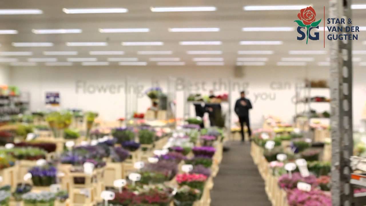 Bloemengroothandel Star & van der Gugten Bleiswijk