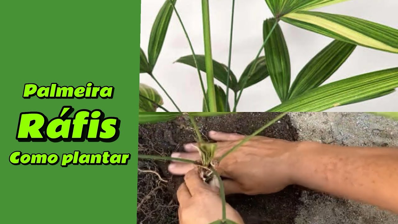 Como plantar Palmeira Ráfis. #palmeiras #rafis #natureza #plantas #horta