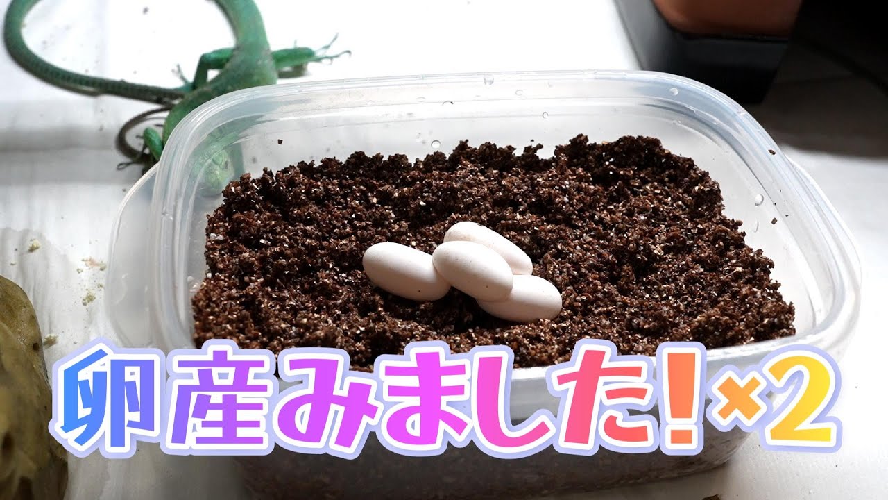 初産卵【ミドリガストロカナヘビ】