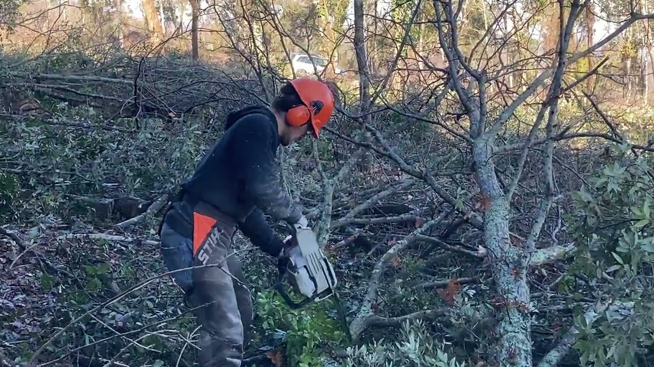 I cut down two siamese twins trees with Sthil ms 261