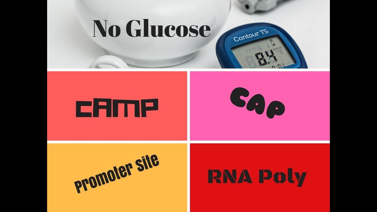 Positive Regulation -cAMP and CAP | How to Study Microbiology