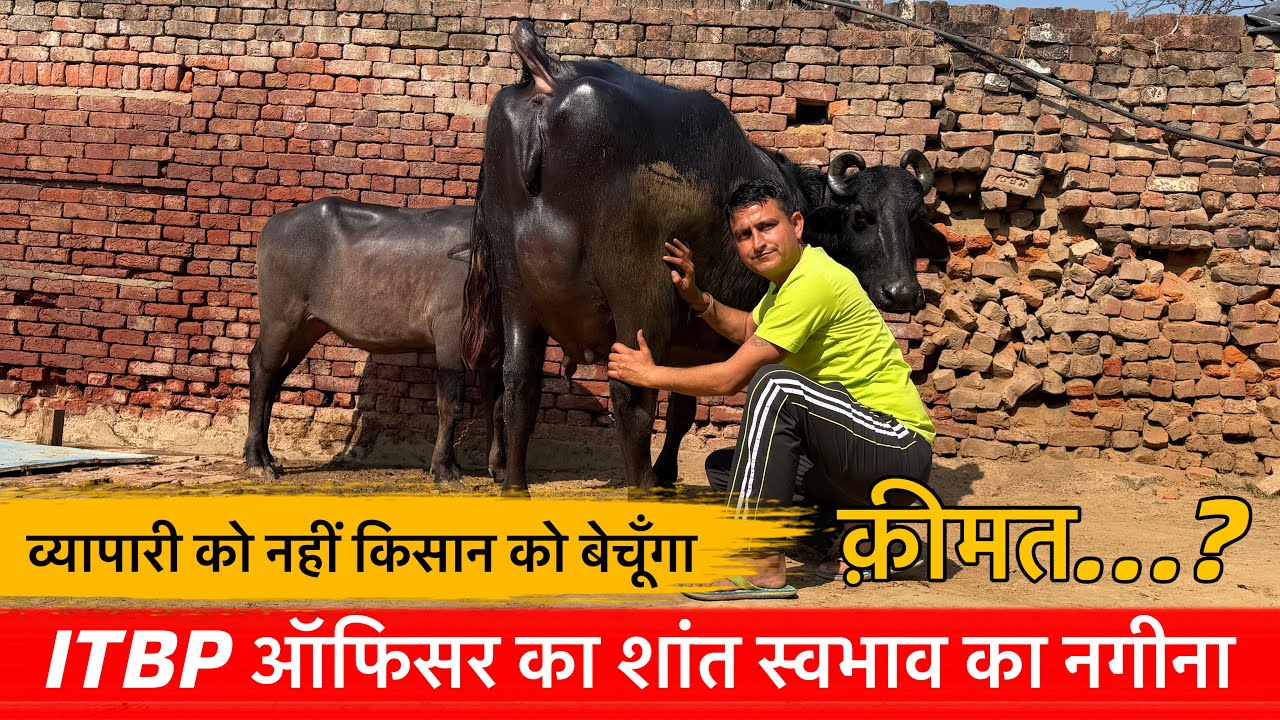 🔴ITBP ऑफिसर का शांत स्वभाव का नगीना👉व्यापारी को नहीं किसान को बेच के ही ख़ुश हूँ।HARI☎️7777090677