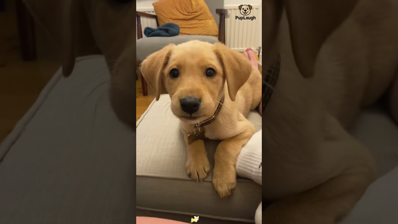 Funny Puppy Moments