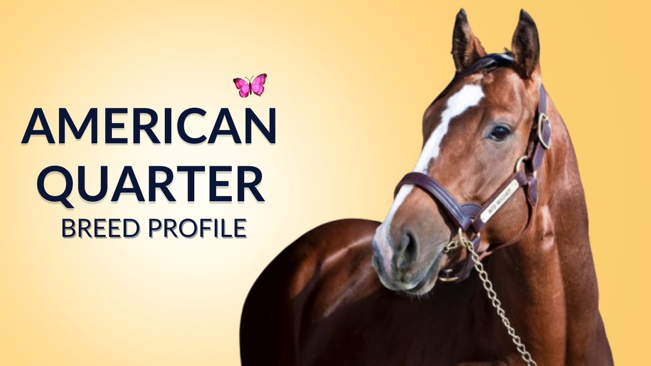 American Quarter Horse Breed Profile History - Price - Characteristics - Training - Grooming