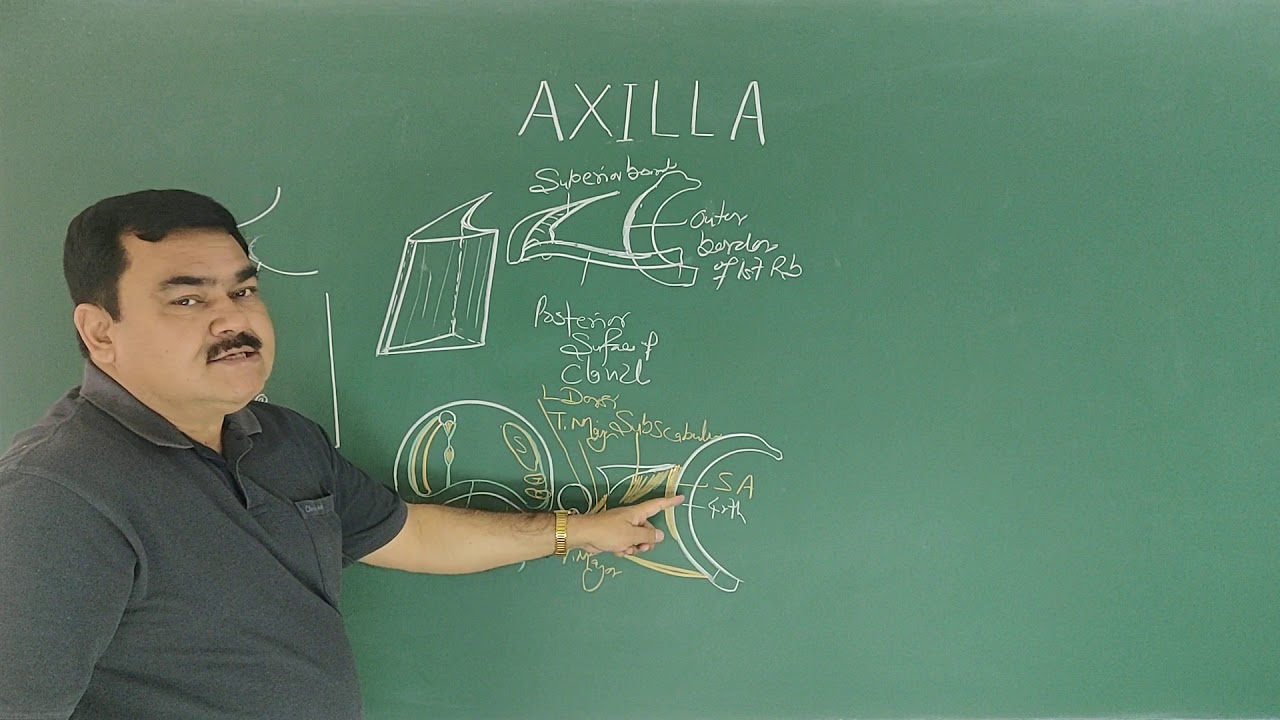ANATOMY OF AXILLA BY DR A K SINGH