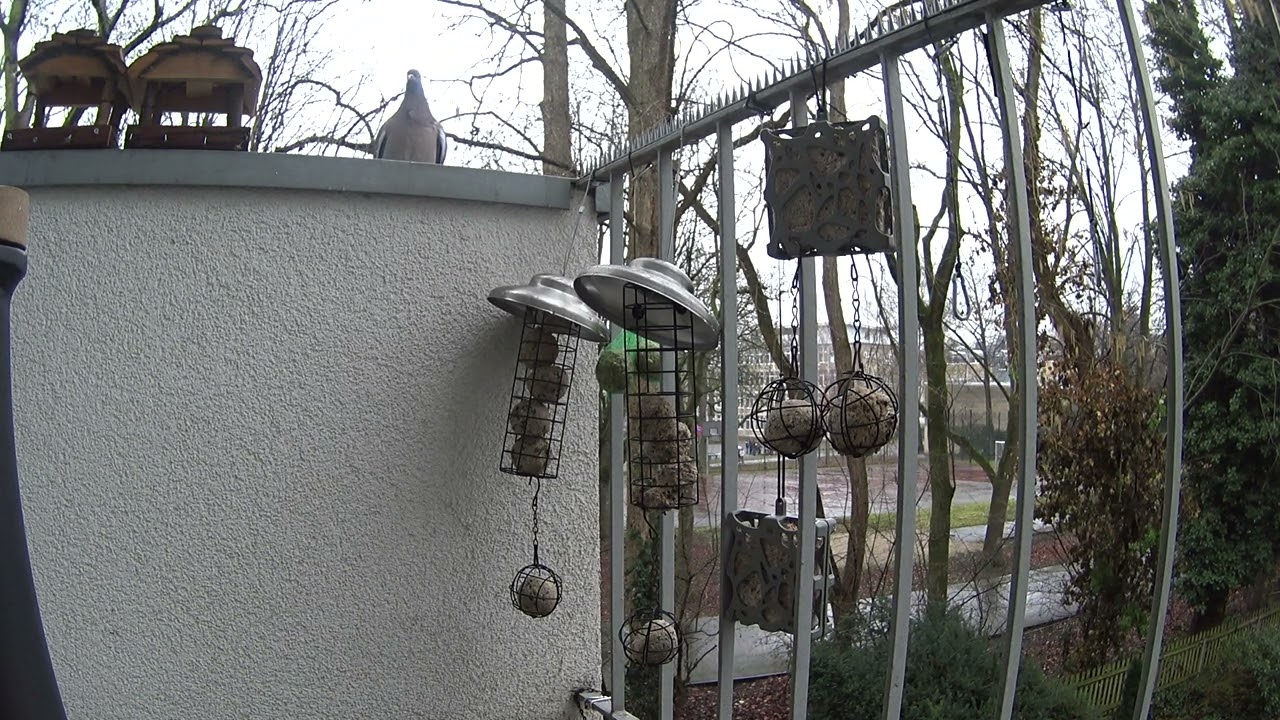 Taube schaut rein - Meise entdeckt Cam