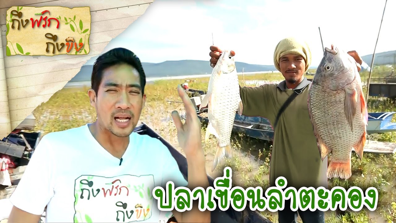 ปลาเขื่อนลำตะคอง I ถึงพริกถึงขิง 22-01-64