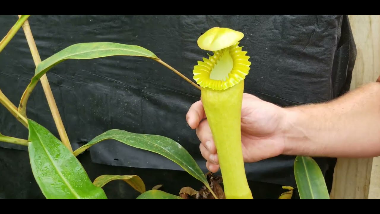 Nepenthes edwardsiana Cultivation