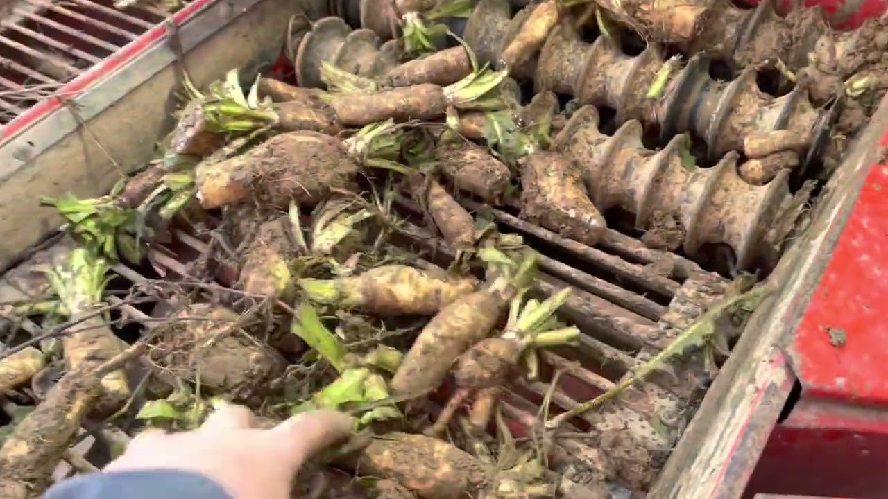 Arrachage d’endives en conditions difficiles avec le kubota et la Grimme lk 650