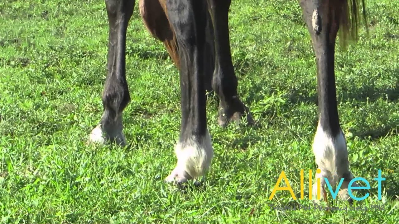 Allivet : Fluvac Innovator Triple EFT 1 ds Syringe for Horse Video
