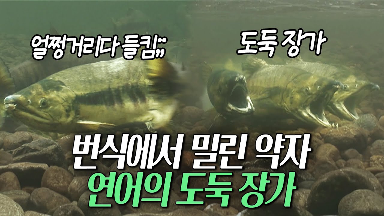 도둑 장가? 번식에서 밀린 약한 수컷 연어가 장가가는 법 [환경스페셜 수컷, 그.비겁한 사랑] / KBS 20090211 방송