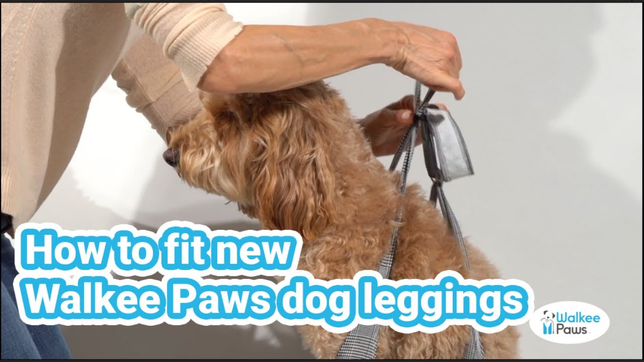 How to fit the New and Improved Walkee Paws dog leggings