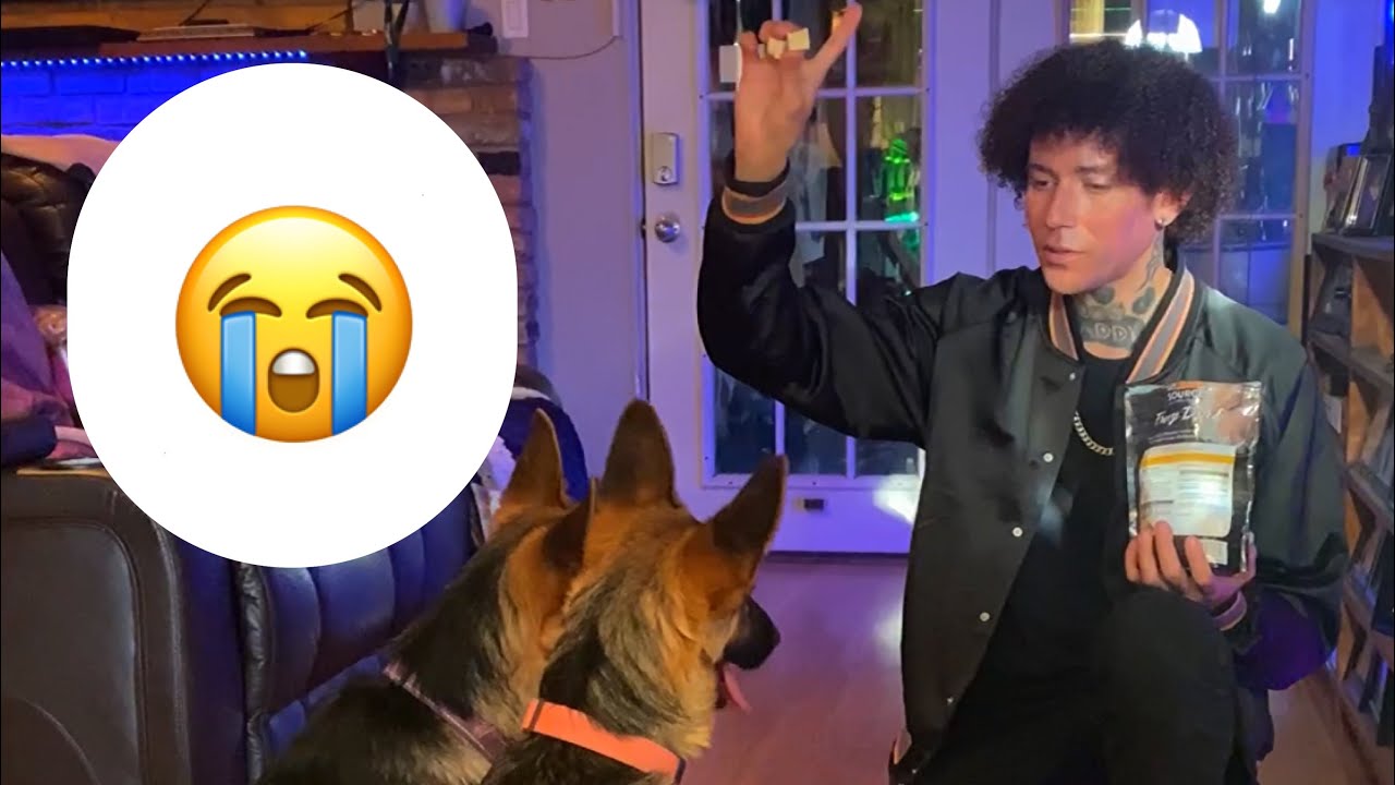 The Truth About My Dog Training Videos  That I Haven’t Told You.