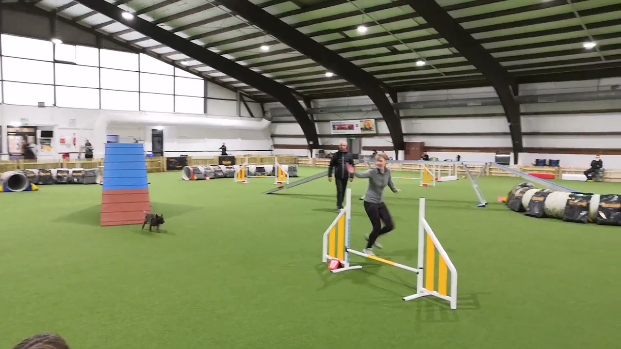 Cairn Terrier Agility
