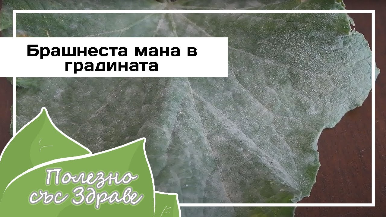 Как избавиться от мучнистой росы в саду?