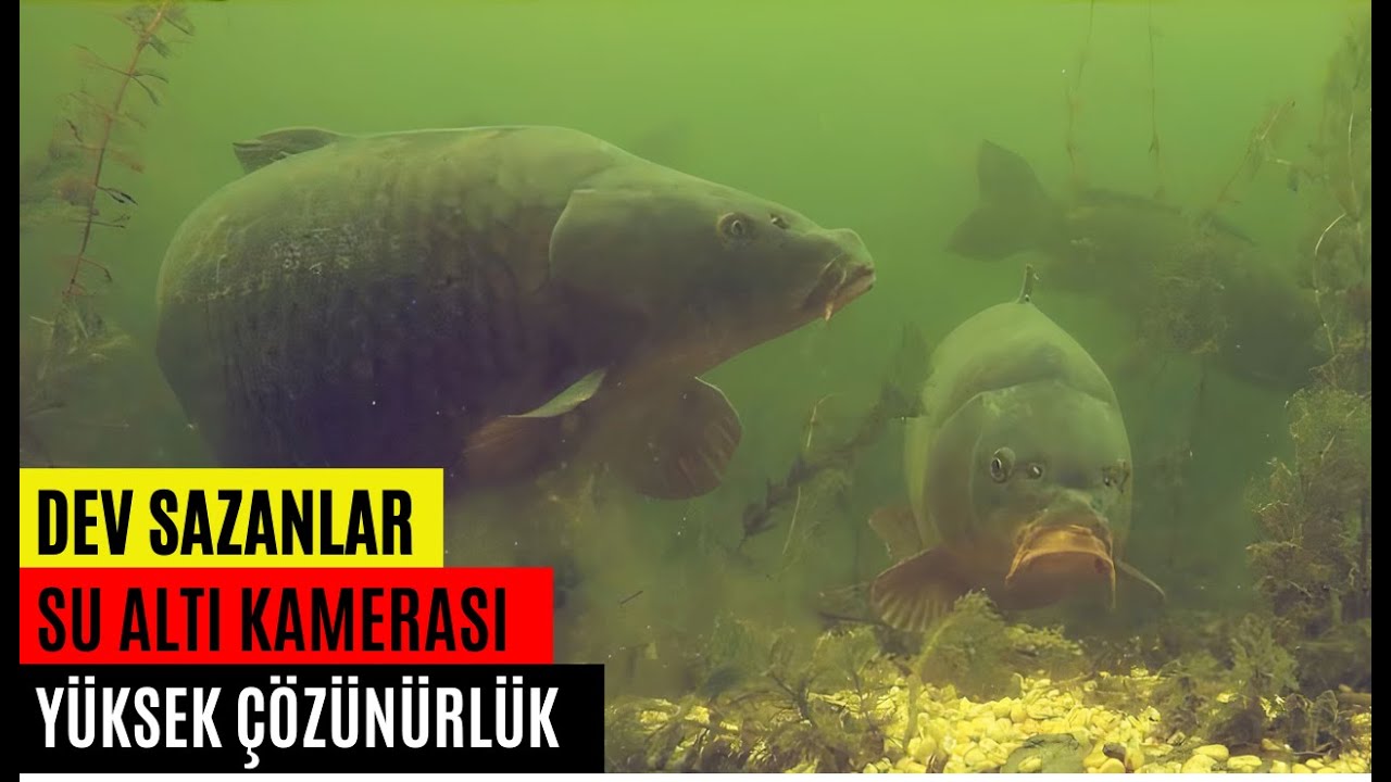 Dev Sazanlar | Su altı çekimi FULL HD | Giant carp | Underwater camera FULL HD| #sazan #carp