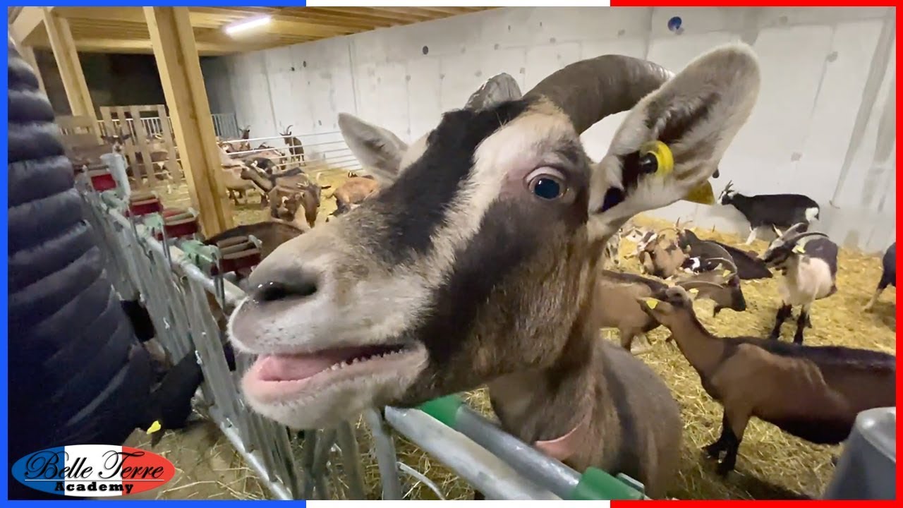 VISITING a GOAT FARM in the FRENCH ALPS | à la CHÈVRERIE dans les ALPES #savoie #lagliamery