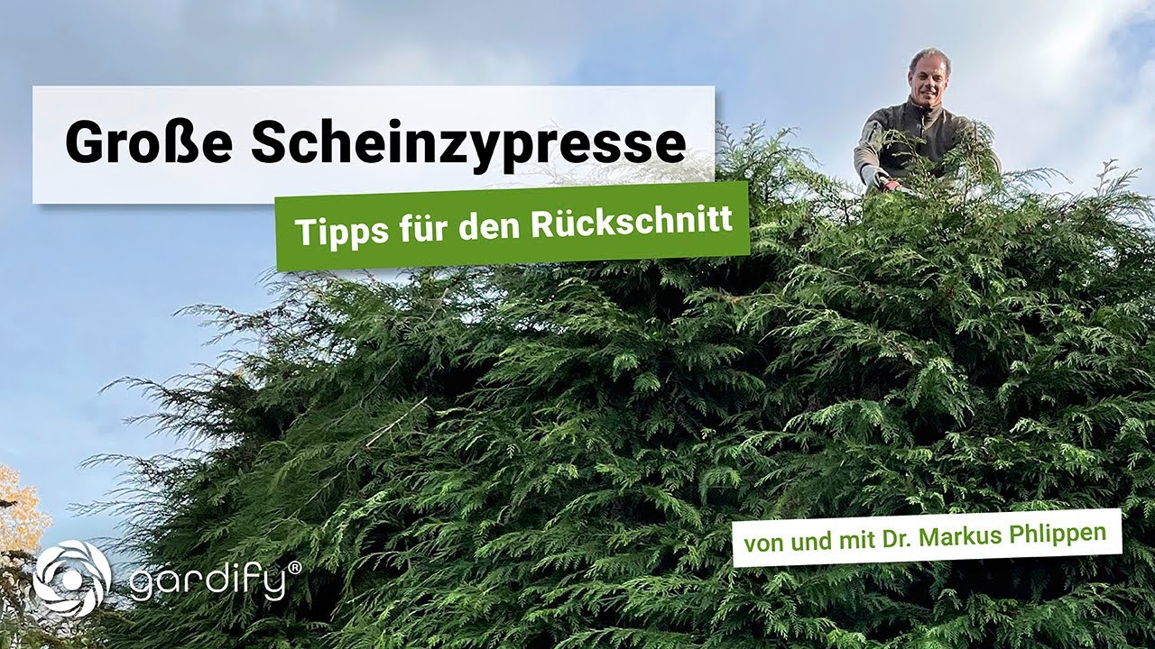 Große Scheinzypresse: Tipps für den Rückschnitt | gardify Tipps