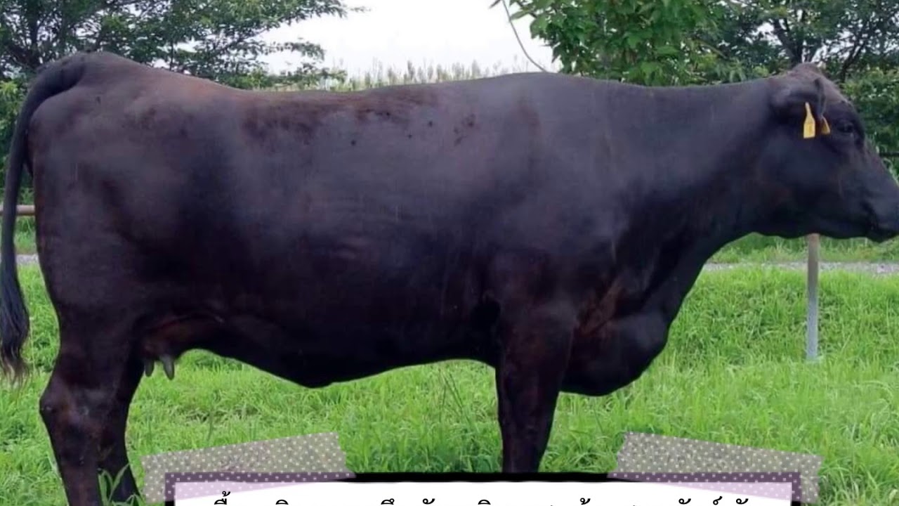 อเกฮา 13 ตอนโกเบสุดยอดเนื้อญี่ปุ่น