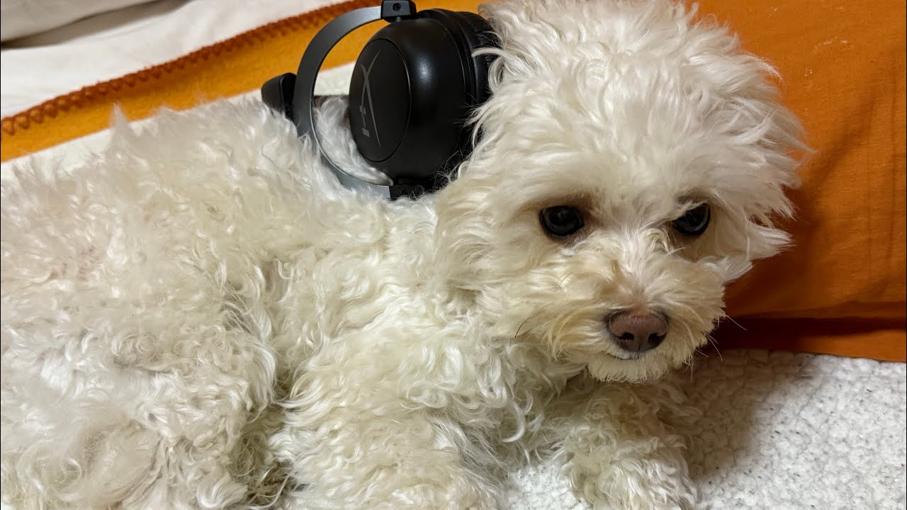 Day 2 trying ASMR with my dog without knowing how many subscribers I have